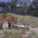 Landmark Wildlife Management » Wildlife Watering Station – Water Guzzler