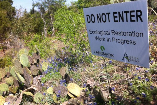 Restoring Blunn Creek Nature Preserve.