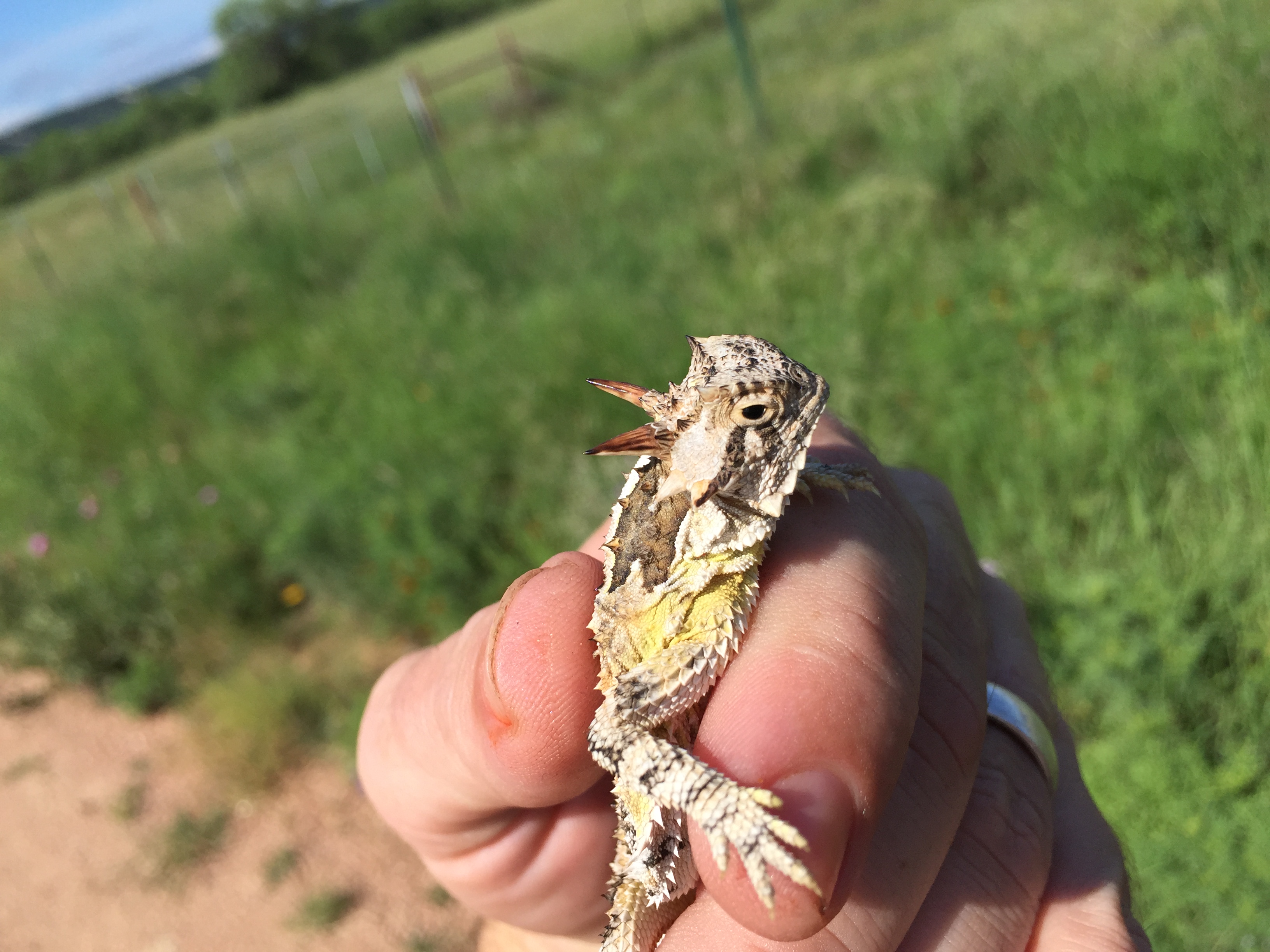Leapin’ Lizards! Is the Texas Horned Lizard Making a Population Jump?