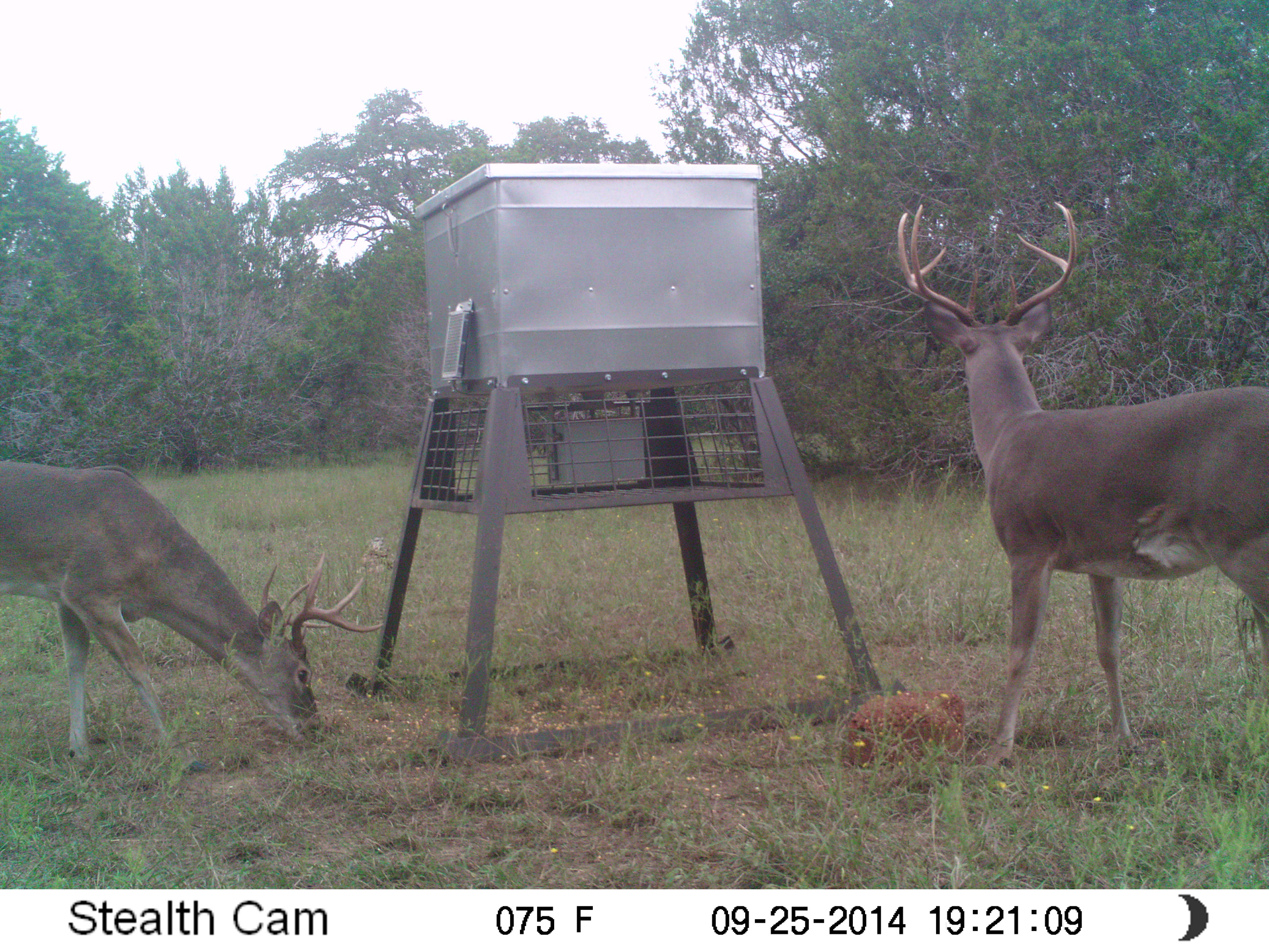 Lights, Camera, Action: It’s White-tailed Deer Survey Season!
