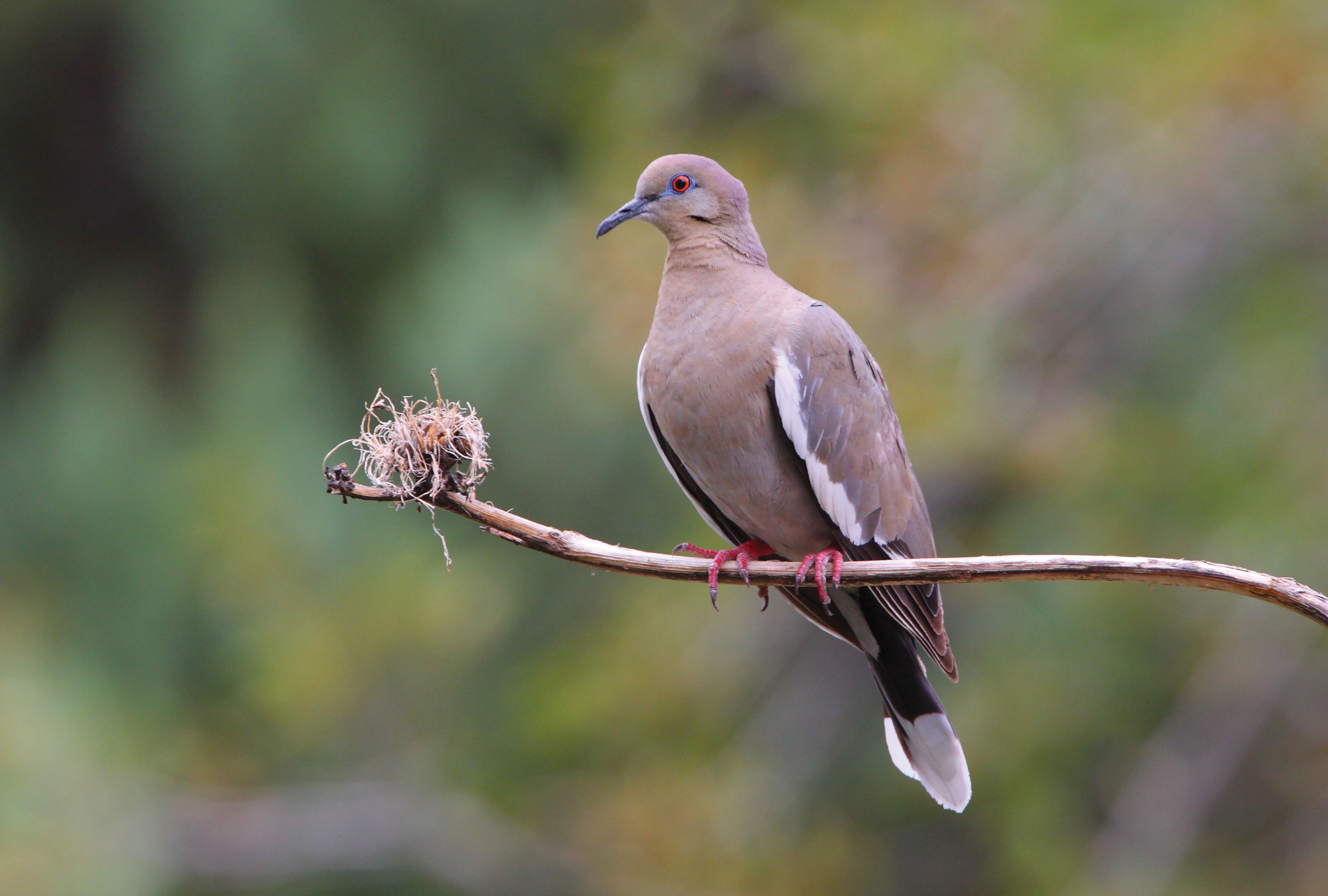 Keeping Your Coo: Dove Management in Texas