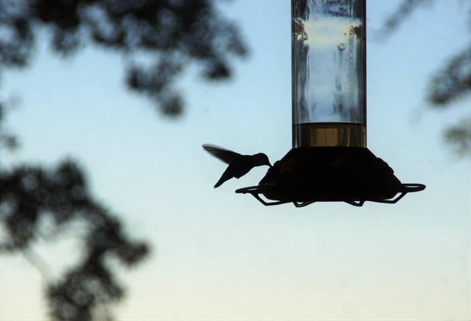 Rufous and Ruby Won’t Leave: When Hummingbirds Don’t Fly South for the Winter