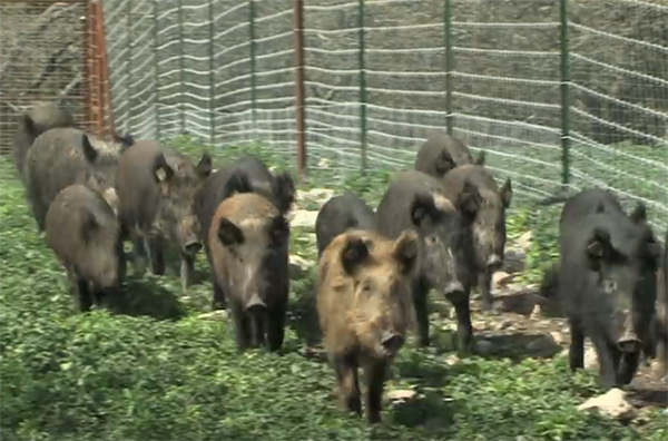 Feral Hog Control: There’s an App for That