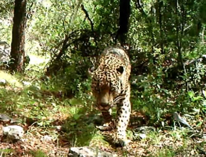 Feline the Excitement: Country’s Only Known Wild Jaguar Caught on Tape!