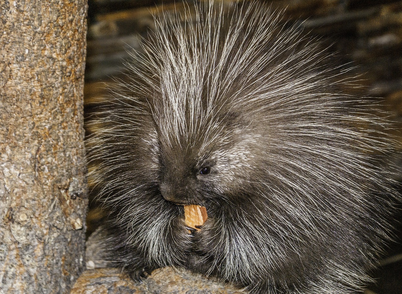 Porcupines in Texas: A Sticky Subject