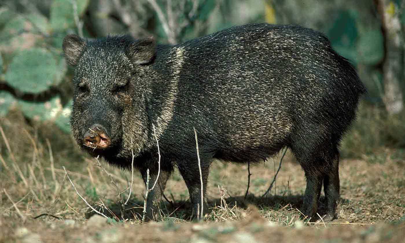 Javelina We Got Some “Pig” News For You!