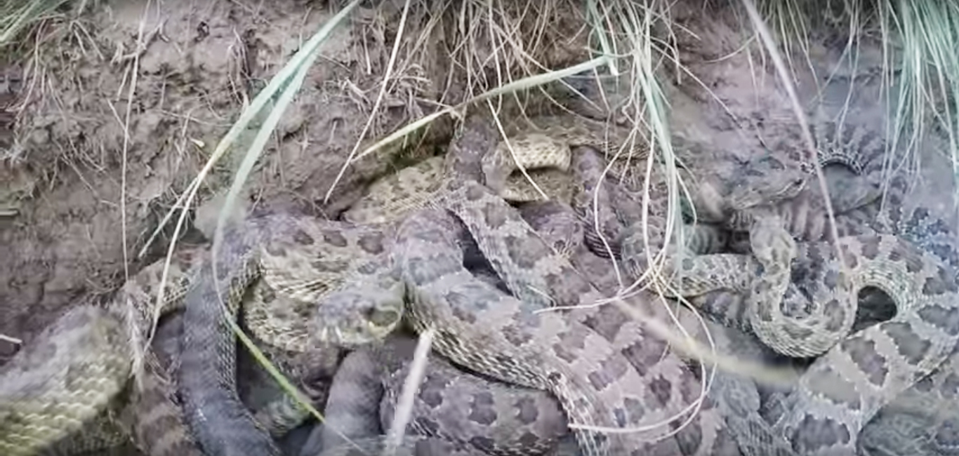 Snake, Rattle, and Hole: Rattlesnake Denning