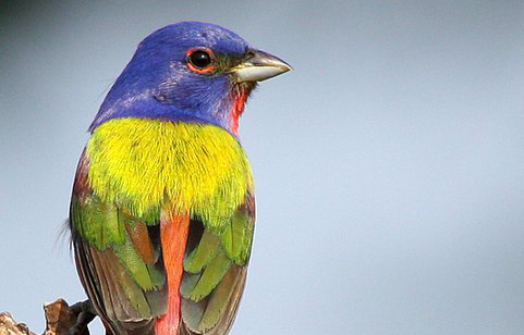 The Uncommon Common Painted Bunting