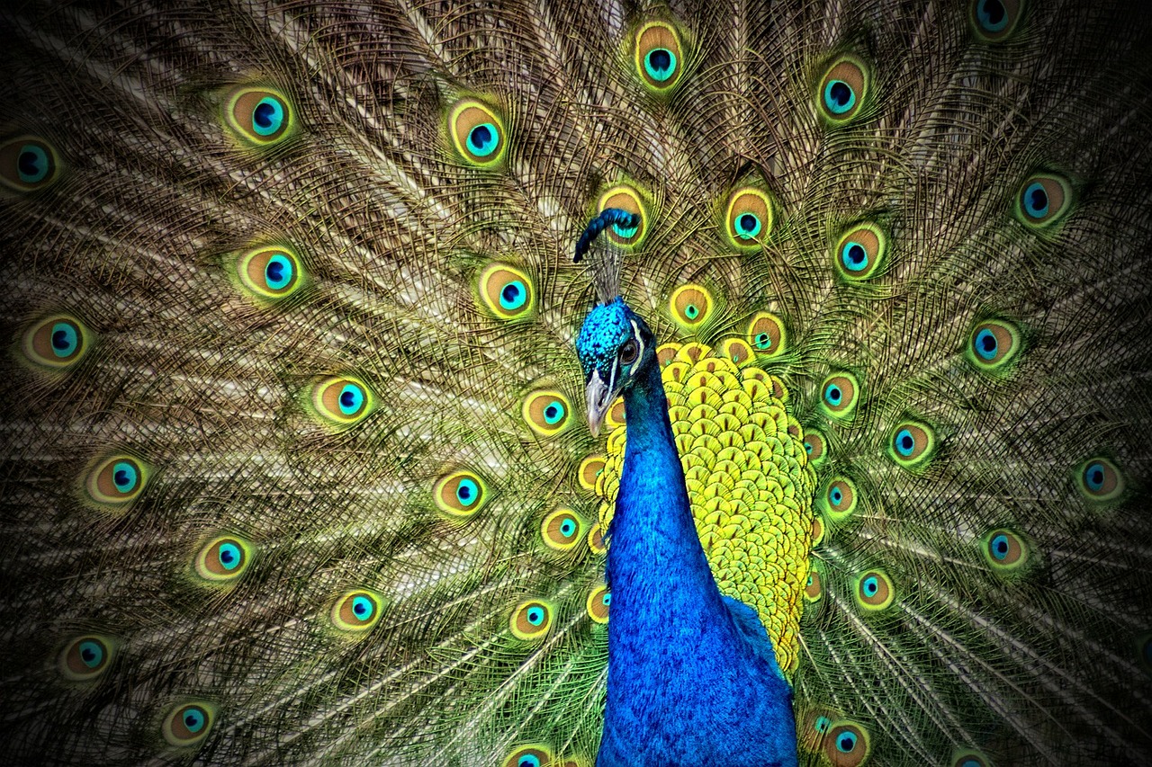 Beauty Gone Wild: Feral Peacocks in Texas