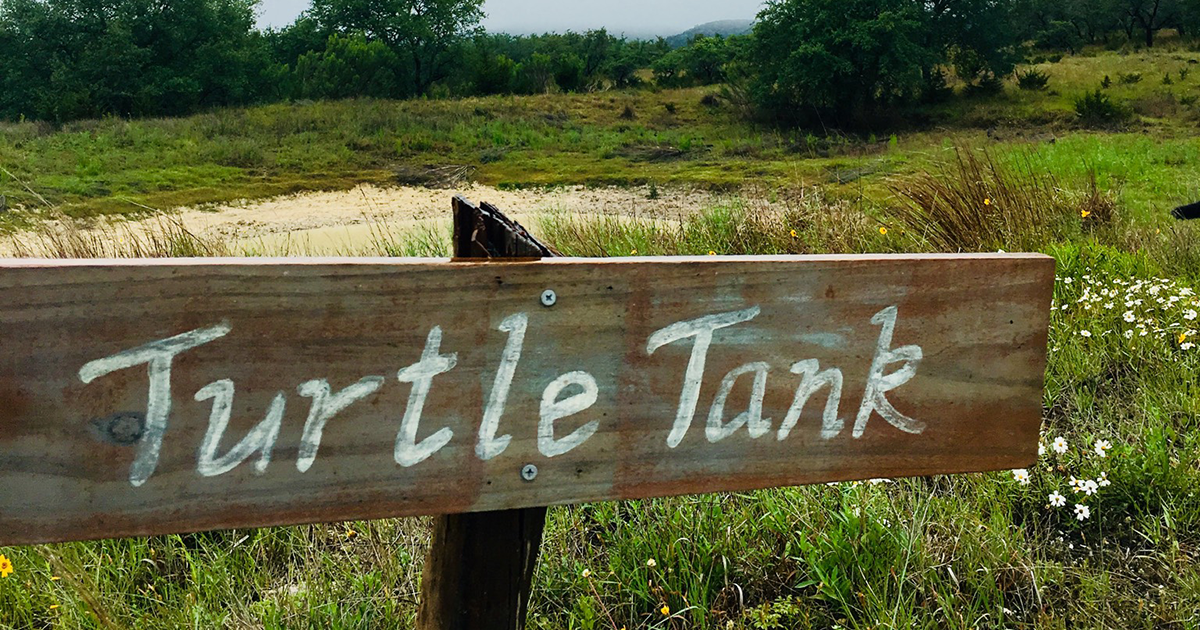 Turtlely Cool Wildlife: Turtles of Texas