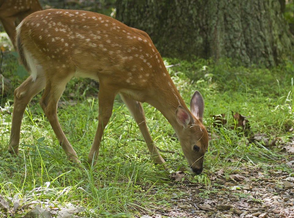 How Animals Decide What is Beneficial to Consume (While We’re Eating Chicken Fried Steak)