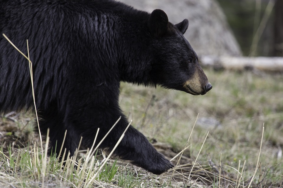 The Bear Sleuth: On the Trail of the Black Bear in Texas
