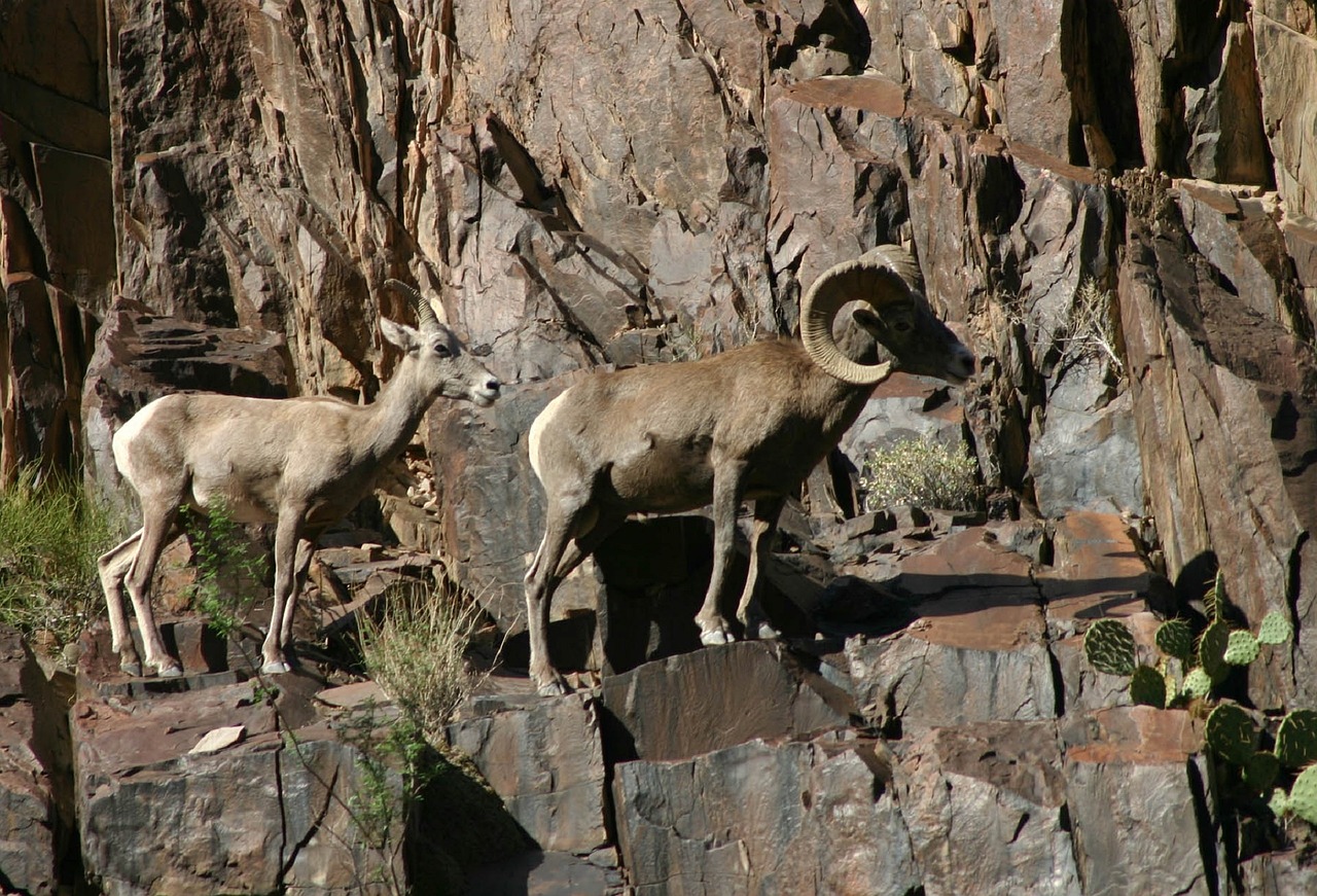 Feeling Sheepish: Desert Bighorn Sheep in Texas