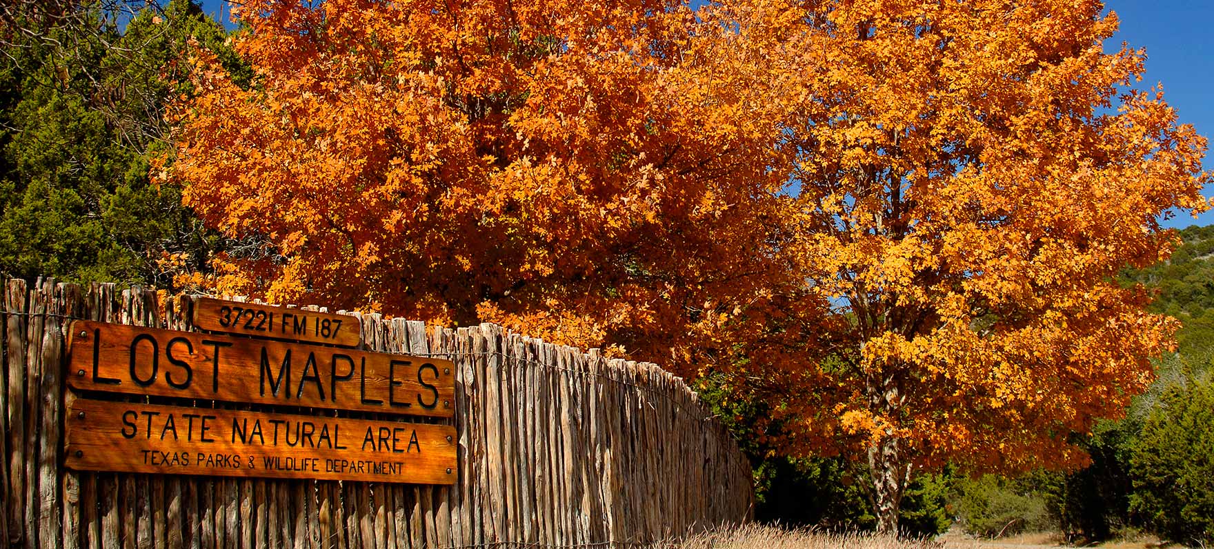 Fall Foliage in Texas: Finding Lost Maples