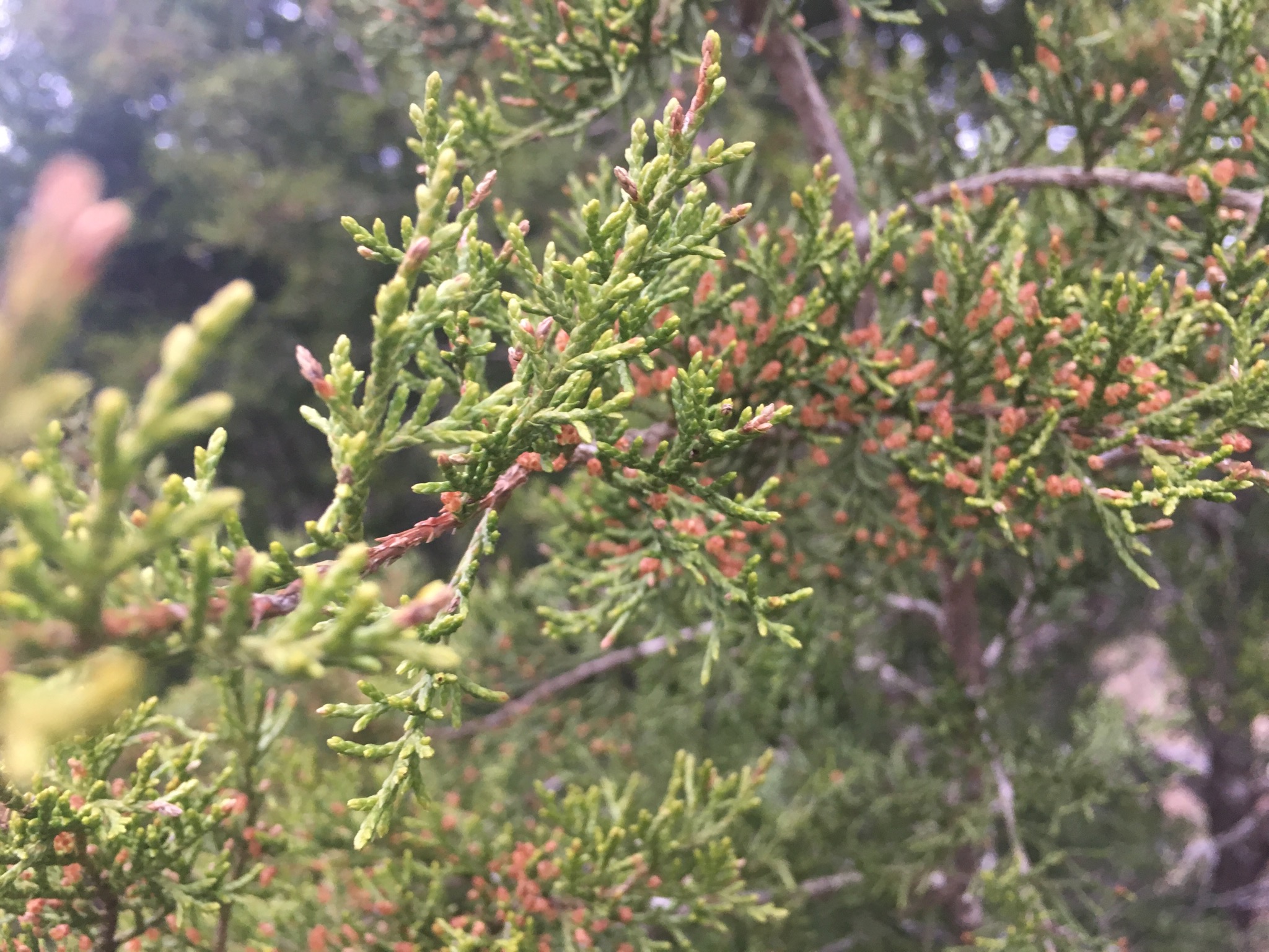 You Give Me (Cedar) Fever: The Good, the Bad, and the Ugly of Ashe Juniper in Texas