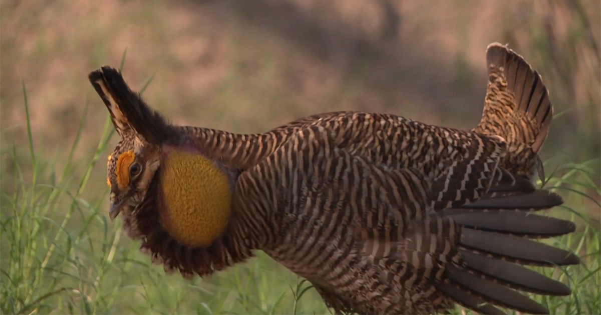 Court Is In Session:  Texas Wildlife Courtships In February