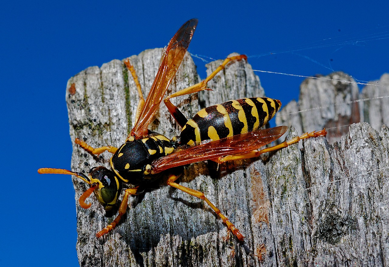 The Buzz About Wasps in Texas