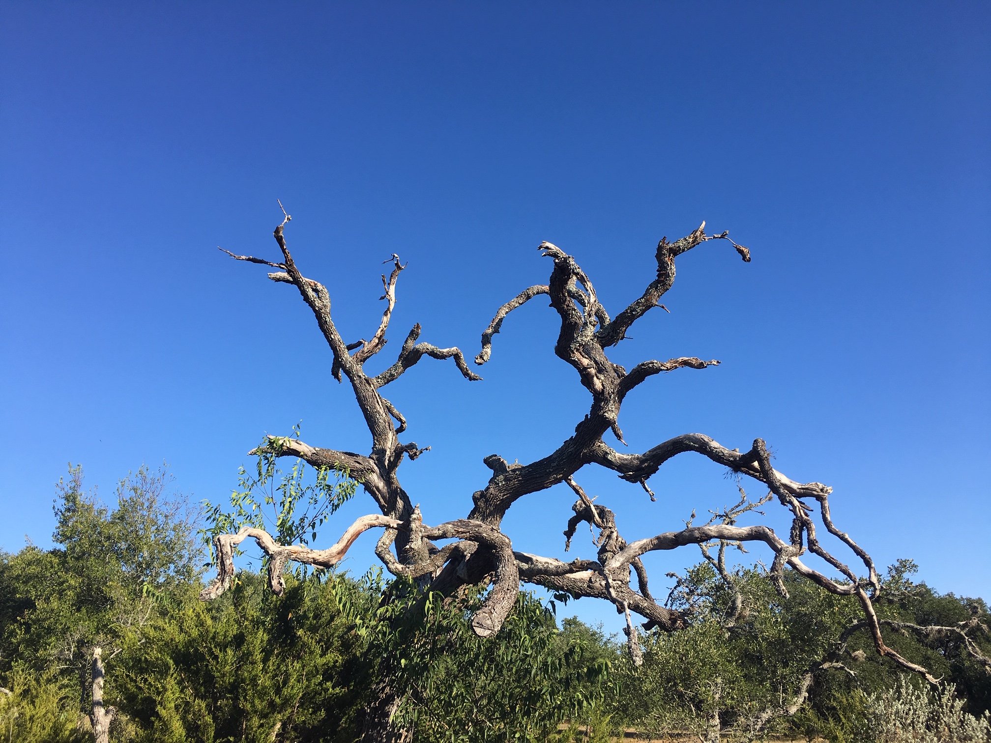 Oak Wilt in Texas: 10 Things to Know