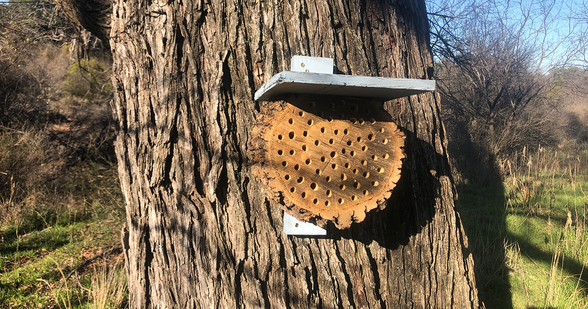 All the Buzz: Keeping Mason Bees in Texas