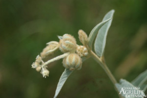 Dove weed seed
