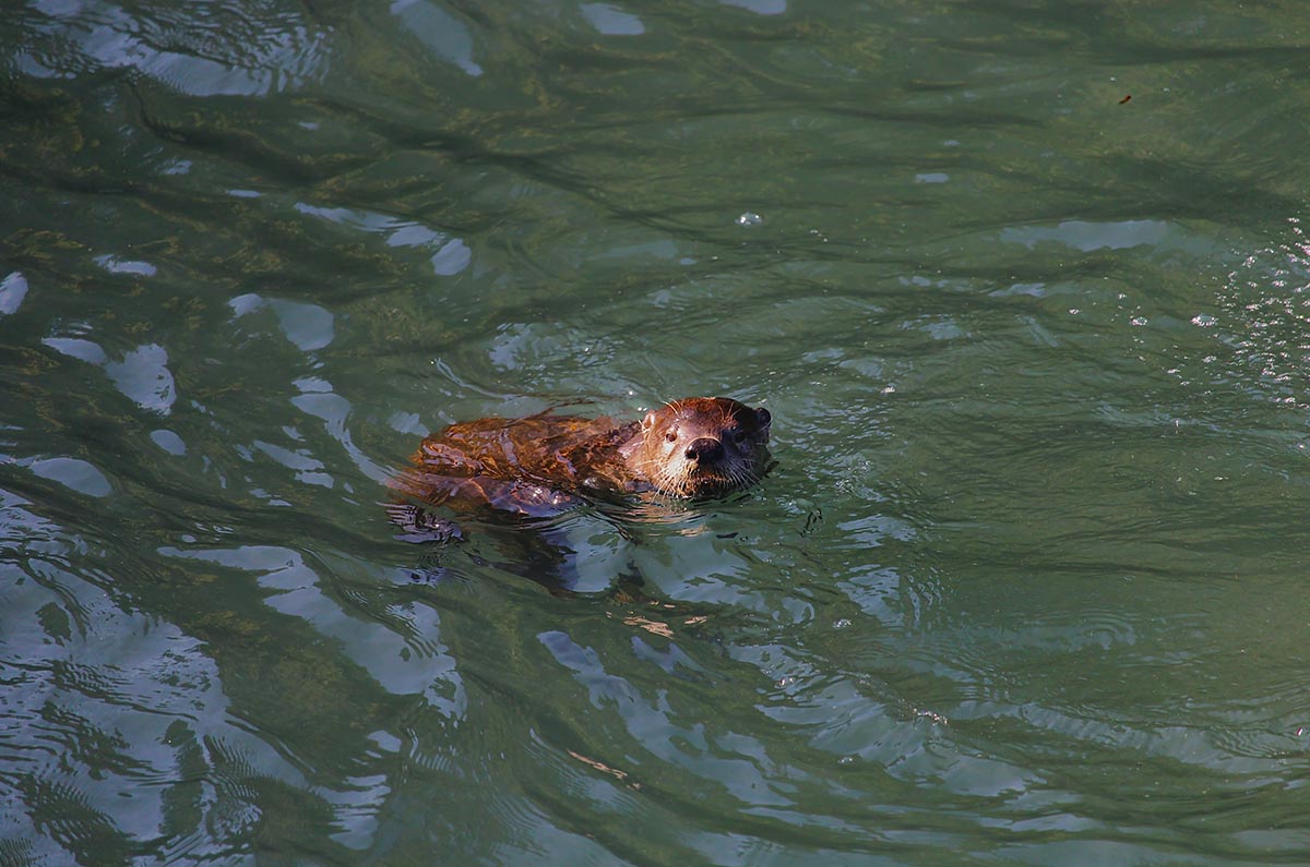 Otters and Beavers in Texas (Yes, Texas)
