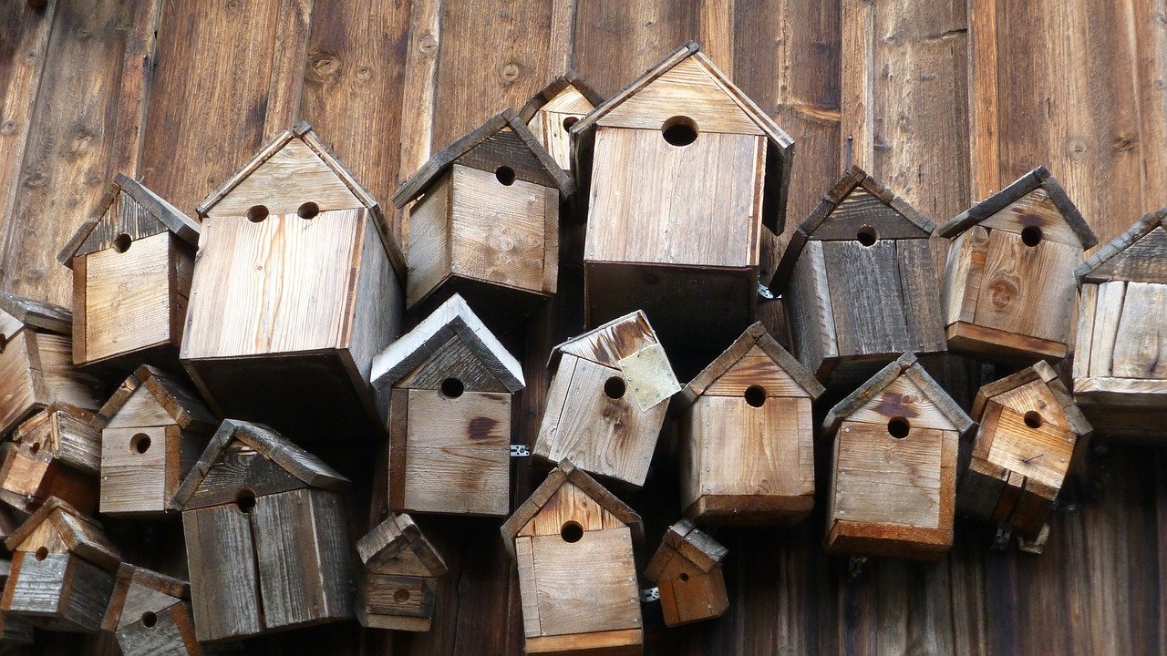 Christmas Boxes to Nest Boxes: Getting Ready for Spring Bird Breeding Season in Texas