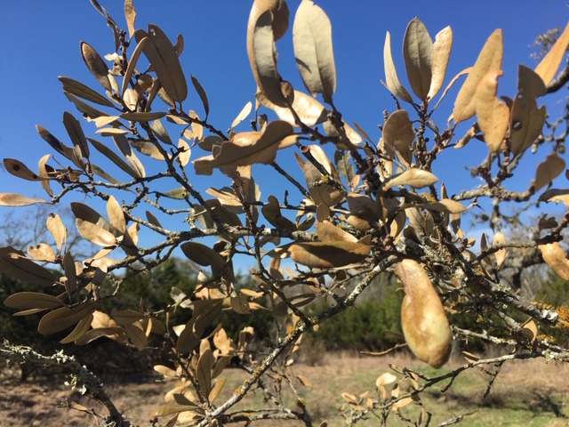 After the Texas Freeze: Nature’s Recovery
