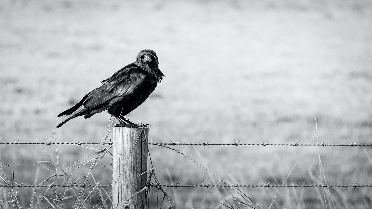 Nevermore, Y’all: Ravens and Crows in Texas