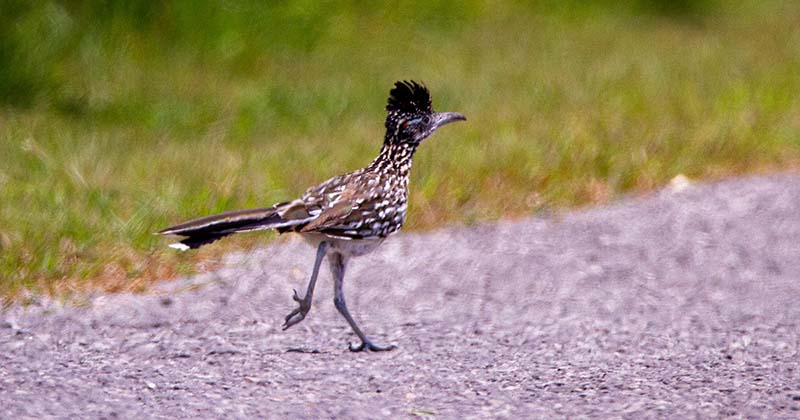 Roadrunner Goes Meep Meep!