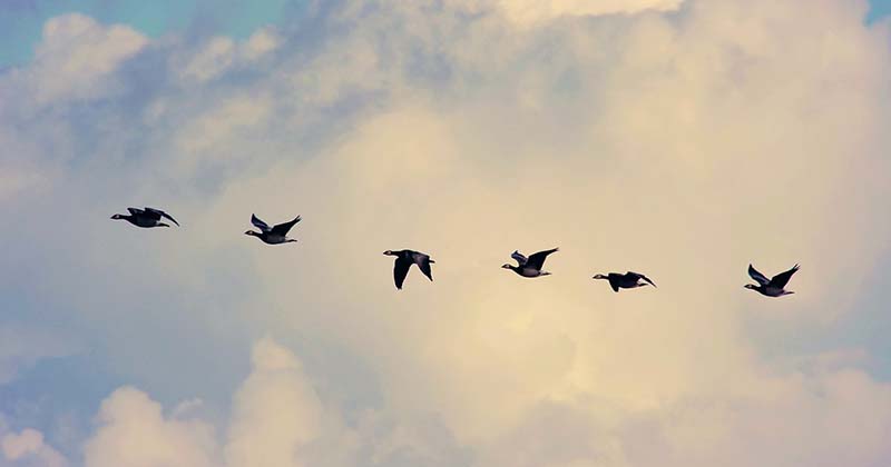 How Do Birds Know Which Way to Migrate?