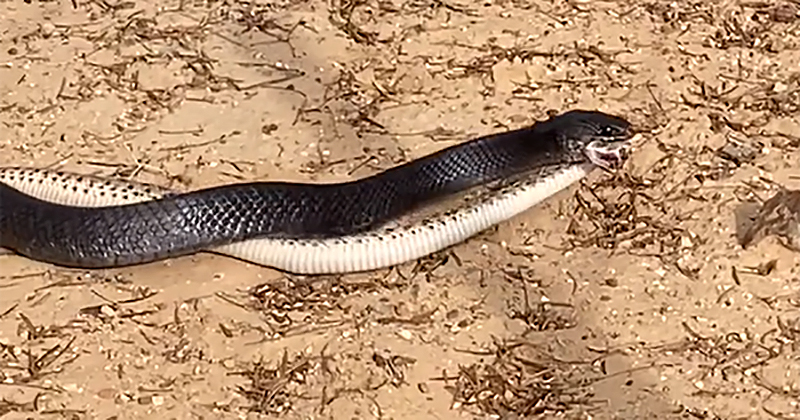 blue indigo snake eats rattlesnake