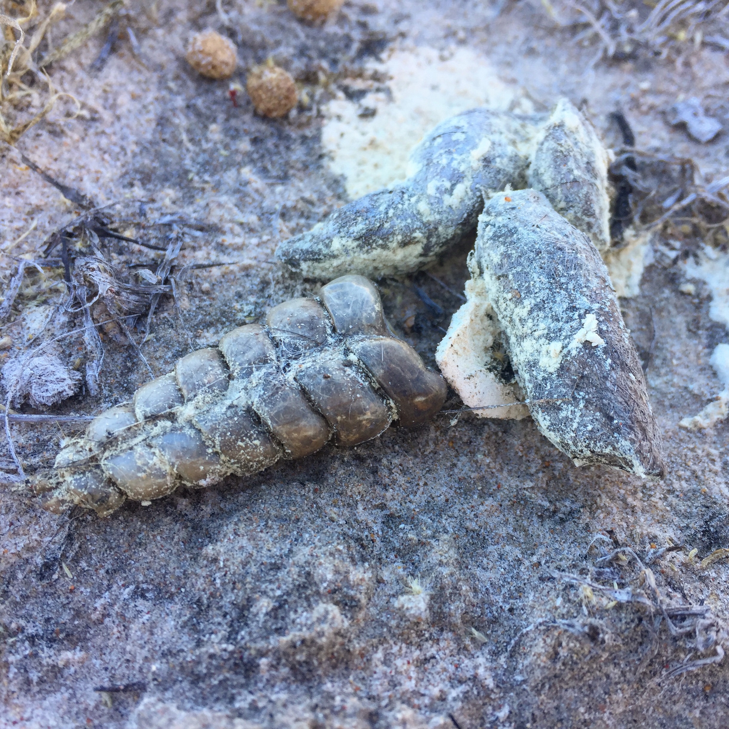 The Texas Indigo Snake Eats Rattlers for Breakfast