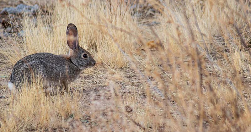 Wild Rabbits and Hares in Texas