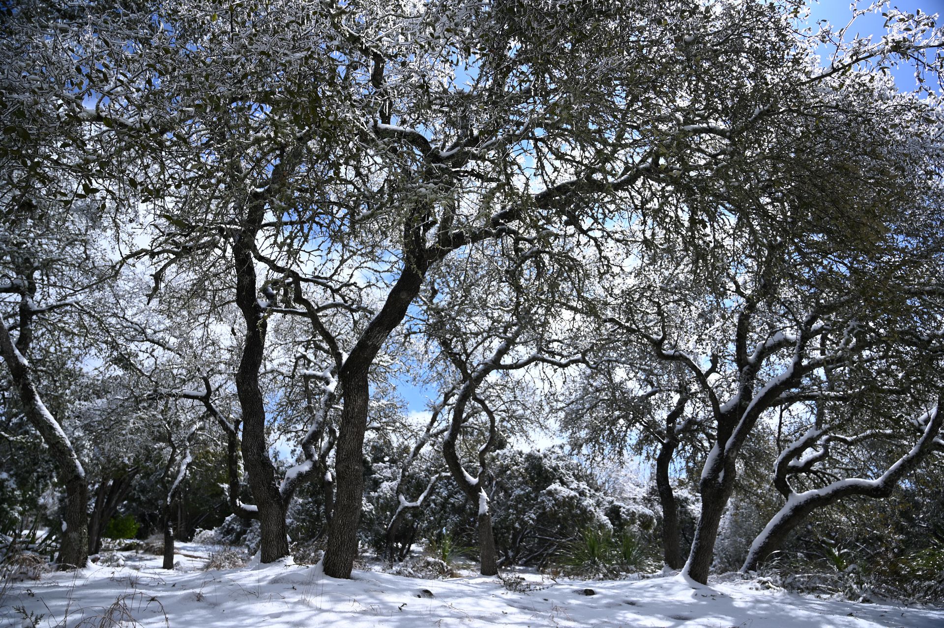 oak tree winter