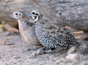 male and female montezuma quail in texas