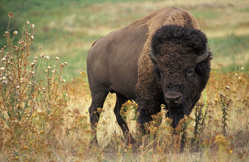 The American Bison in Texas: From the Brink of Extinction to Thriving Herds