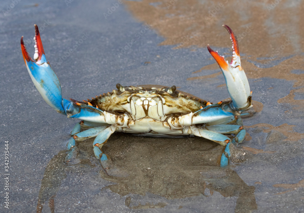 Cracking the Shell: Your Ultimate Guide to Texas Blue Crabs