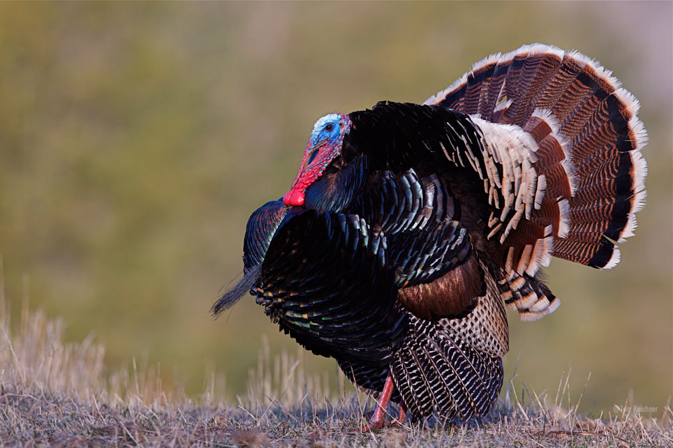 The Wild Turkeys of Texas: A Thanksgiving Tribute to Our Feathered Friends