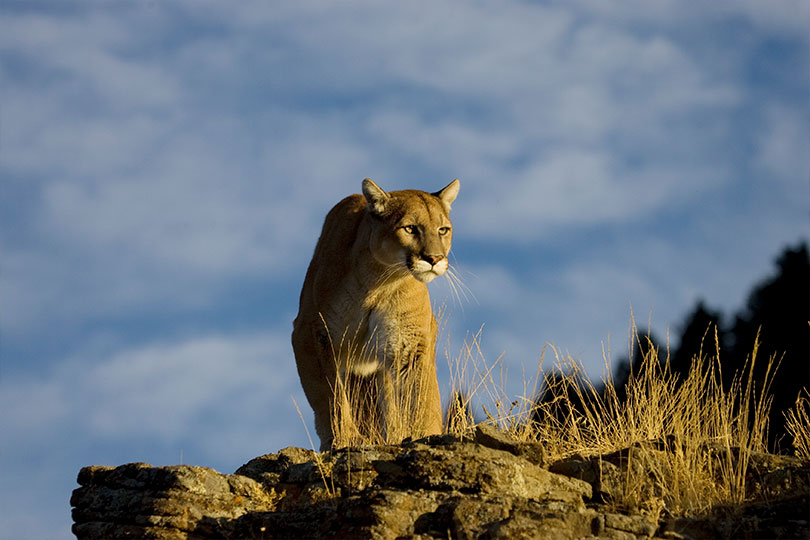 A Look at the Elusive Lives of Texas Ghost Cats: Mountain Lions
