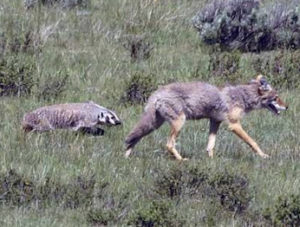 american badgers and coyotes
