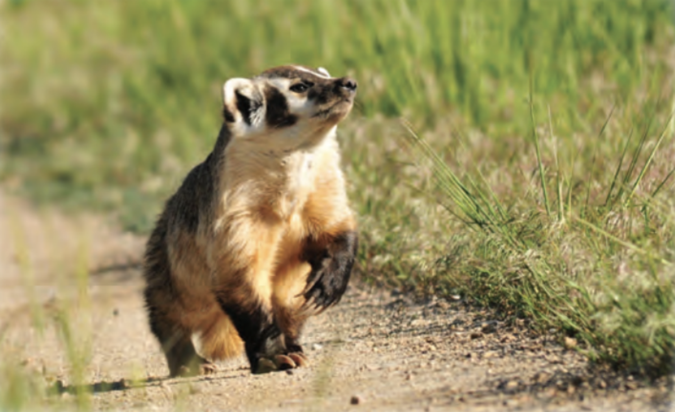 The Mighty American Badger in Texas