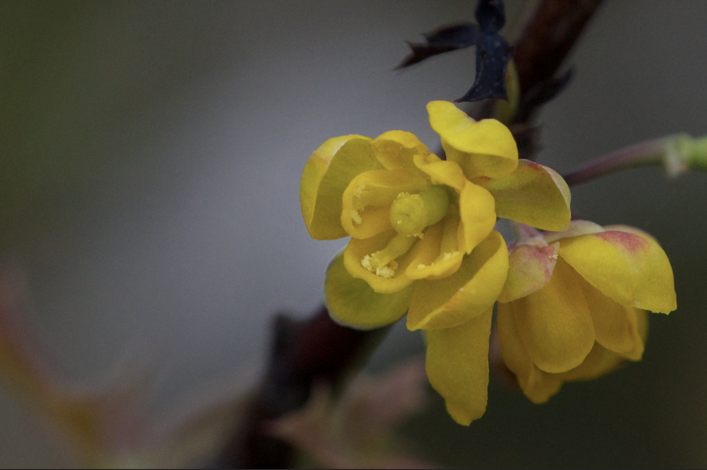 Exploring Texas’s Native Flora: Mahonia Trifoliolata or Agarita