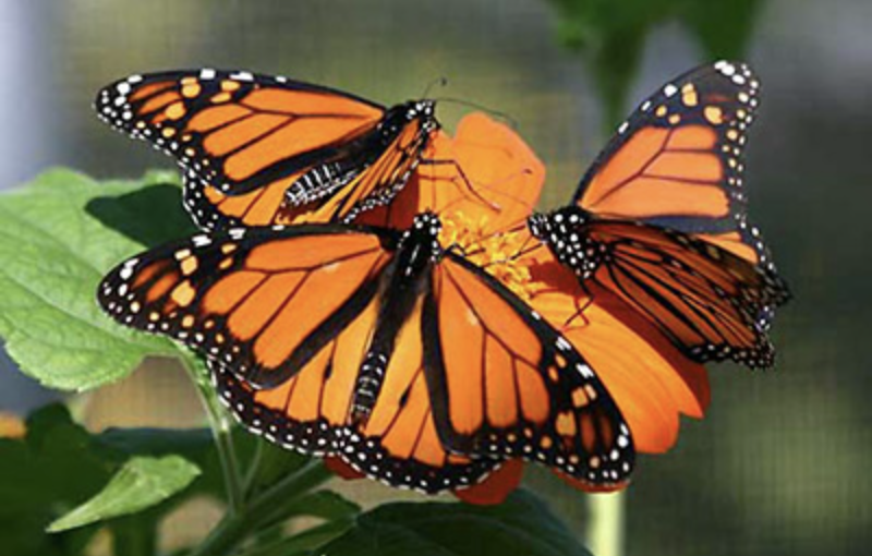 Monarch Migration Through Texas