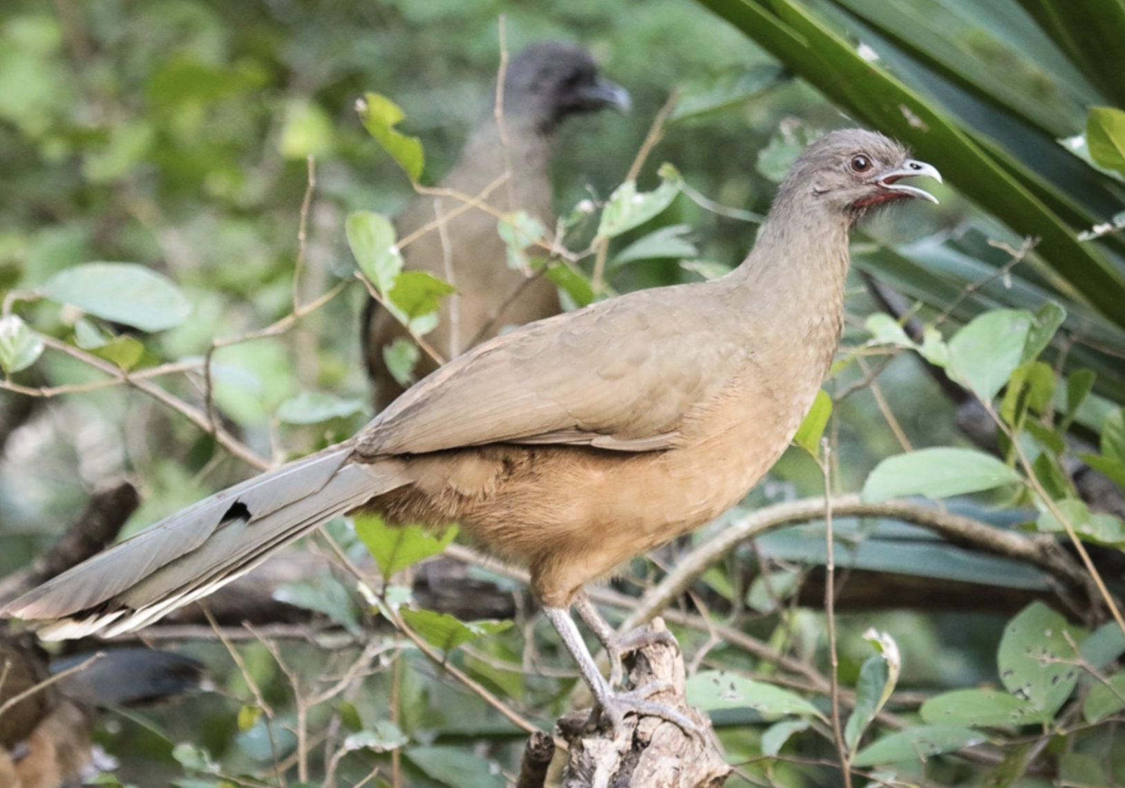 Boom Chachalaca!