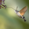 Hummingbird Moth