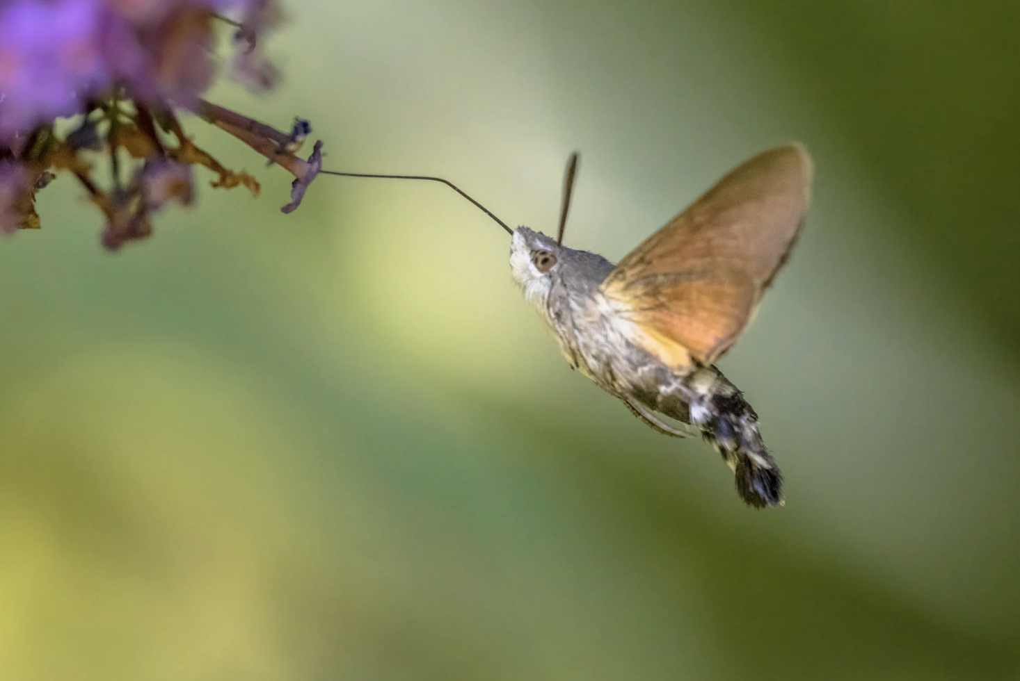 It’s a bird, it’s a plane. It’s actually a Texas Hummingbird Moth