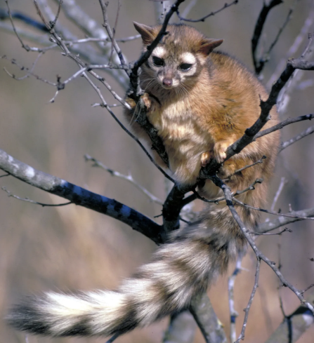 The Ringtail Cat — Part Raccoon, All Ninja