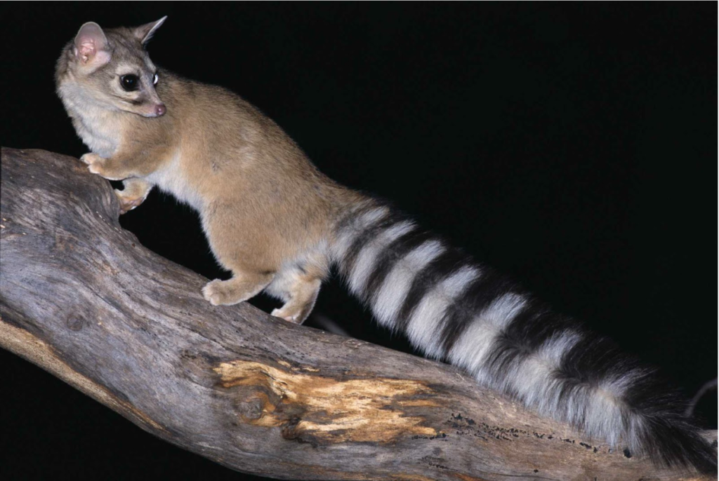 Ringtail Cat 