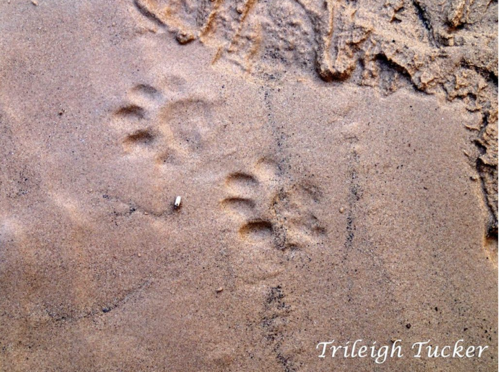 Tiny Tracks of the Ringtail Cat