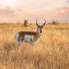 pronghorn antelope